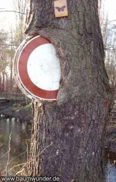 Eingewachsenes Schild